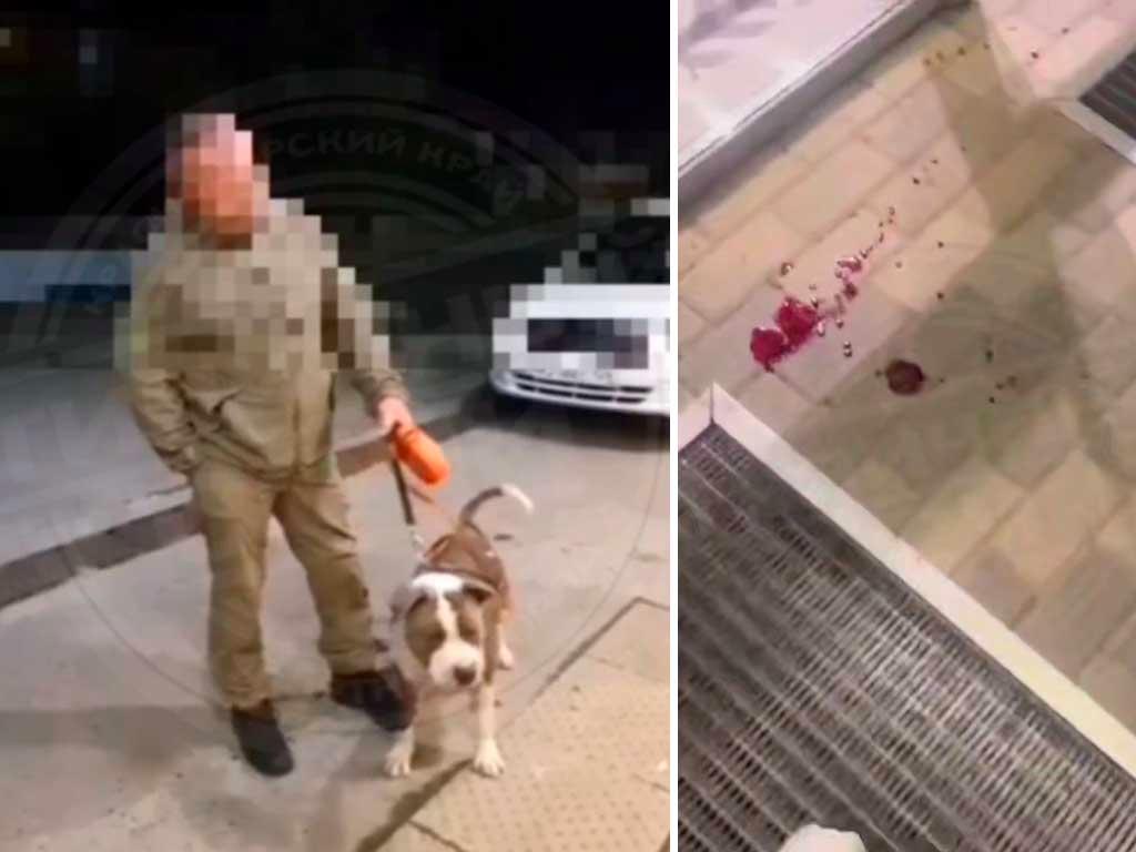 В Сочи мужчина устроил драку между своей собакой и бездомным псом