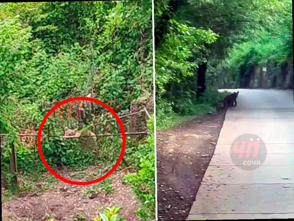 Медведица с медвежатами появилась в селе Верхний Юрт