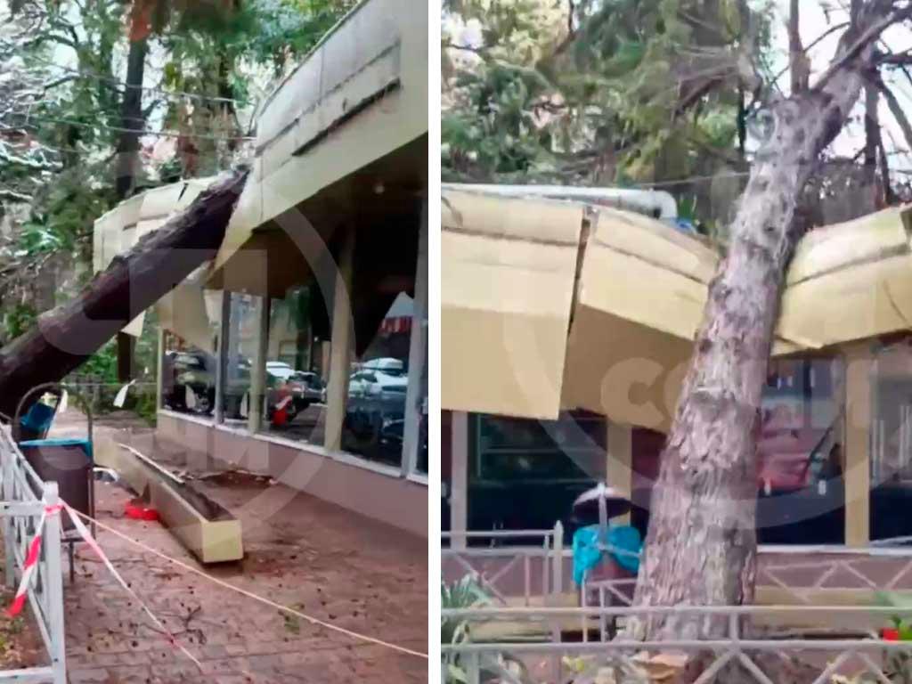 Более 430 деревьев упало в Сочи из-за непогоды
