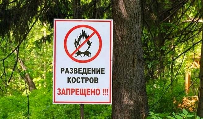 Борьба с американской белой бабочкой началась в Сочи