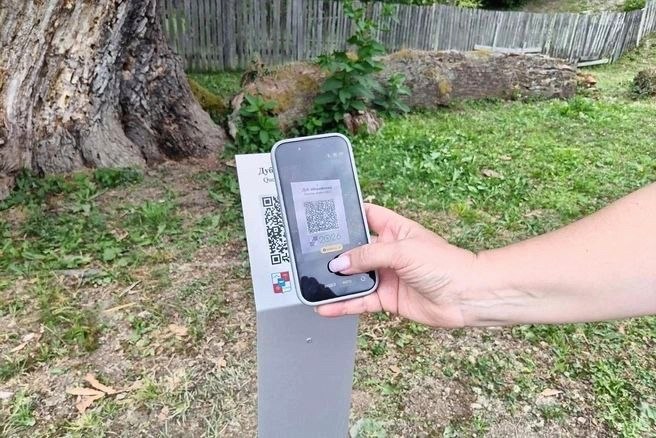 900-летнему иберийскому дубу в Сочи присвоили QR-код