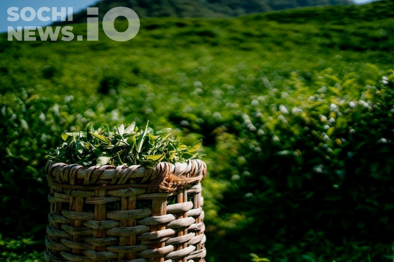 Рост производства чая в Краснодарском крае, падение продаж в РФ
